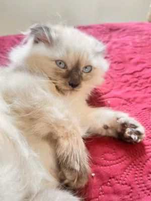 Himalayan kitten for sale