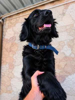أنثى Black retriever x جولدن ريتريفر ولابرادور للبيع