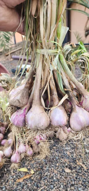 ثوم انتاج الظاهرة