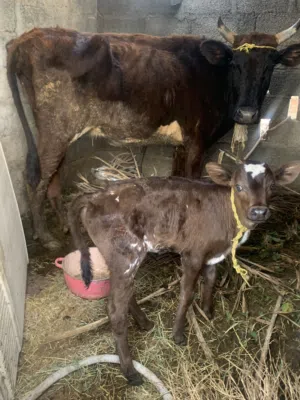 بقرة حلوب مع ولدها بدون الولد القيمة اقل