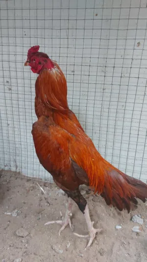 طير ميوالي بنجابي طير ممتاز صحته ممتاز