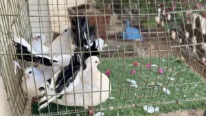 تونسي للبيع كوبيا