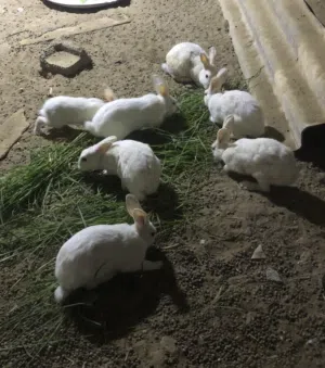 ارانب كبار و صغار للتربيه اللون ابيض