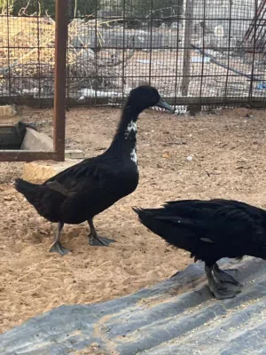 كوبيا بط الكايوجا الاسود