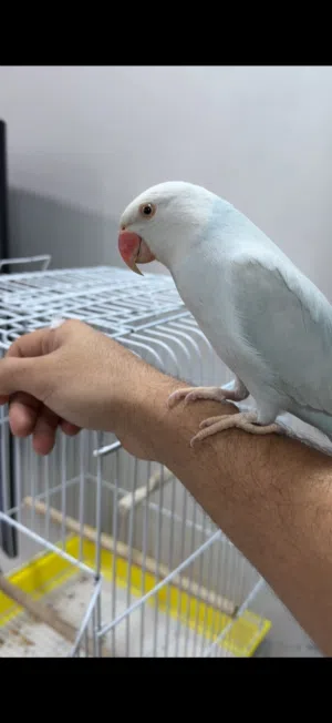 متو بلو اند وايت للبيع