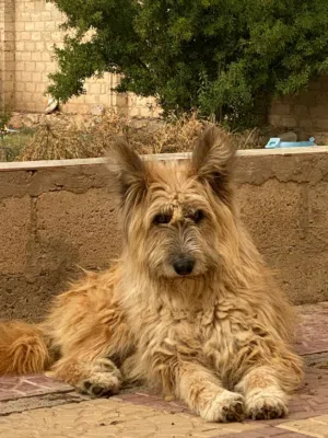 كلب بشكل اسد