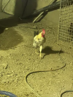 دجاج عربي اصيل