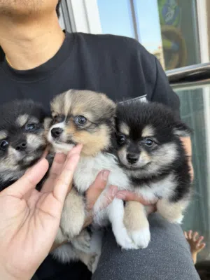 White Pure Pomeranian puppy