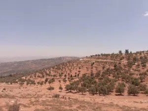 Farm Land for Sale in Jerash Soof