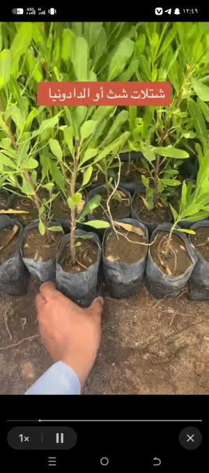 نخيل وأشجار زينه