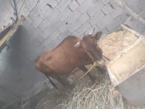 هايشه اللبع