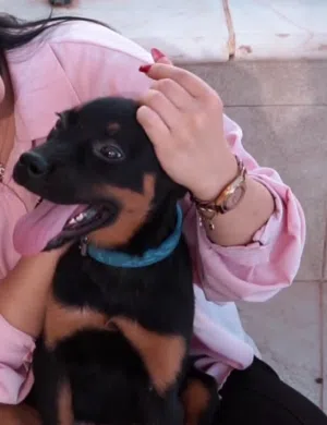 Rottweiler  روت وايلر....مع جميع المطاعيم ومايكروشيب التسليم في عياده بيطريه