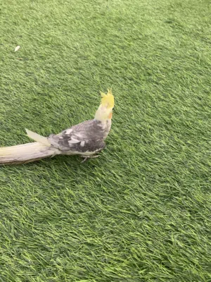 بغبغا كوكتيل اليف جدا