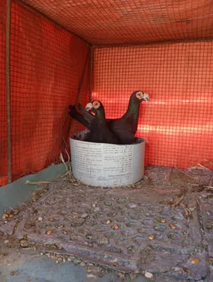 ثلاث جواز بغادنه ابيض زائد اسود زائد اسود على احمر