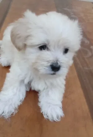 Maltese puppy for stings