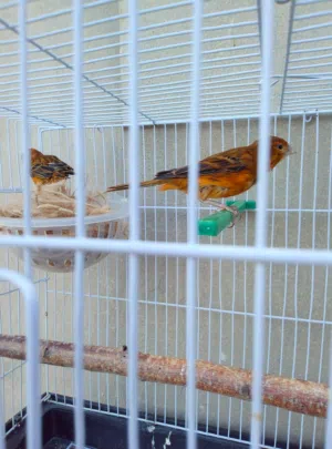 جوزين نخب