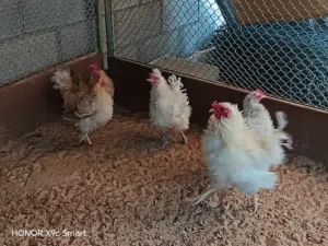 دجاج كيرلي