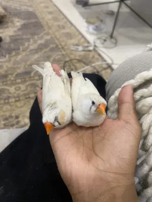 زوج زيبرا اليف