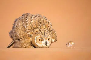 البومه النسريه