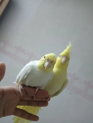 ‏ببغاء‏2