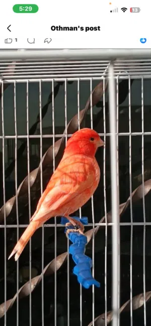 مطلوب مطلوب طيرة