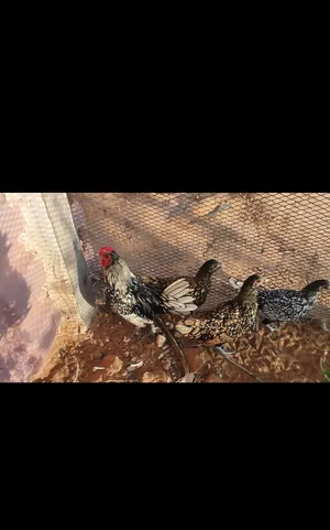 Chickens4