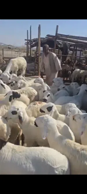 ذبايح للبيع سواكن شحم ولحم في الرياض