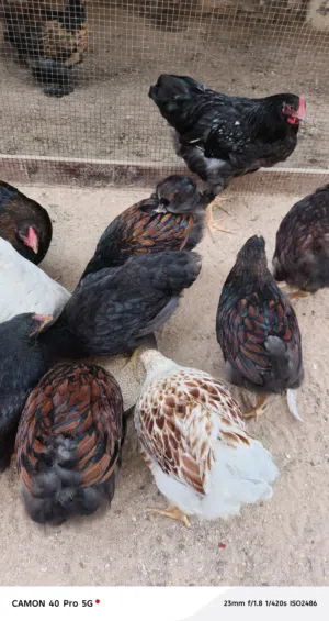دجاج ون دوت الوان اصليات
