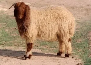 اضاحي للبيع في العين
