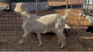 شاه طيبه تحتها صخله