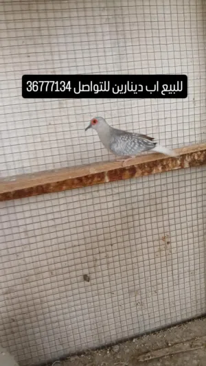 للبيع حمامة دوف