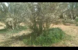 ارضي الوحات البحرية