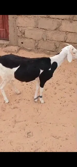 ويال زين ماشاءالله تبارك الله