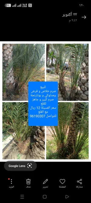 للبيع صرم خلاص و فرض و نغال ملويف بجودة طيبة