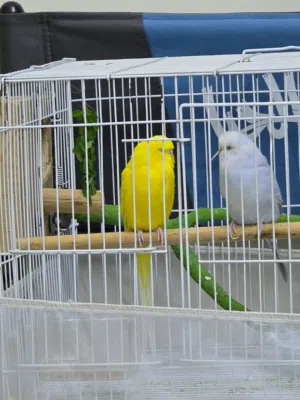 BUDGIE COUPLE FOR SALE