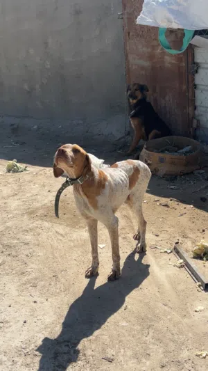 كلاب للبيع ذكر وت ويلر وانثاي جيرمن عشار معاها جروين اناثي وذكر سلوقي