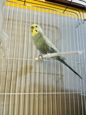 عصفور بادجي زينه ربي يبارك ذكر