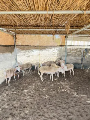 جعد أستراليات