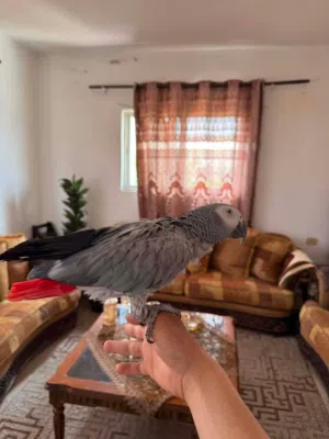 كاسكو متكلم للبيع