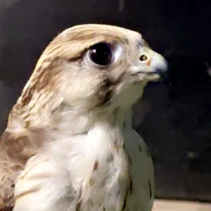 تبع جير للبيع