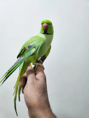 متوه ذكر  اليف