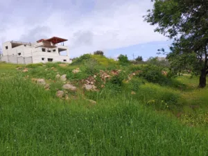 (( بسعر مغري )) ارض للبيع ناطفة  حوض البلد الحي الغربي مساحة 2111 متر واصل جميع الخدمات