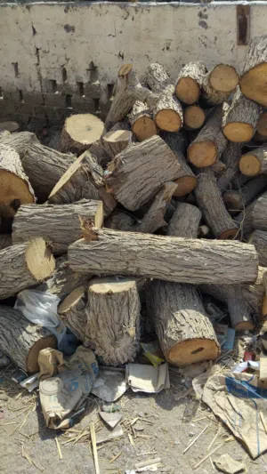 يوجد حطب سمر وغاف حجم كبير