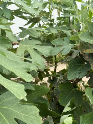 للبيع شجر تين