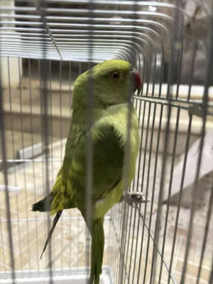 ببغاء ذرة اليف جداً وصوته جميل