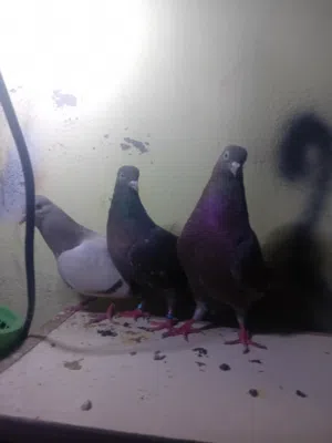 سلام وعليكم 3طيور لوت للبيع