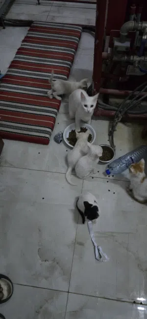 قطط للبيع 6 صغار و2 كبار