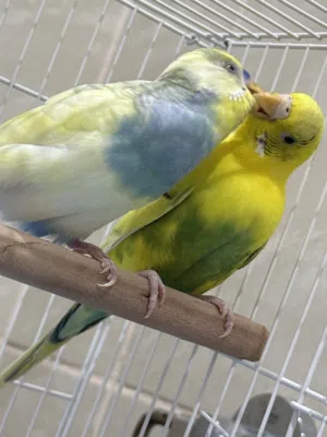 زوج بادجي أليف مع قفص وجميع الأغراض للبيع – 300 دره Healthy and beautiful pair of budgies for sale.