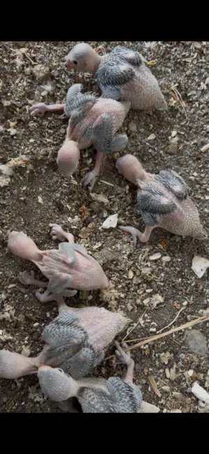 فروخ متوه للبيع