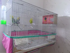 طيور حب زوجين